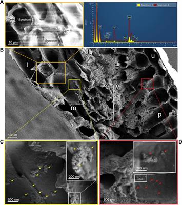 Detection of silver nanoparticles inside leaf of European beech (Fagus sylvatica L.)